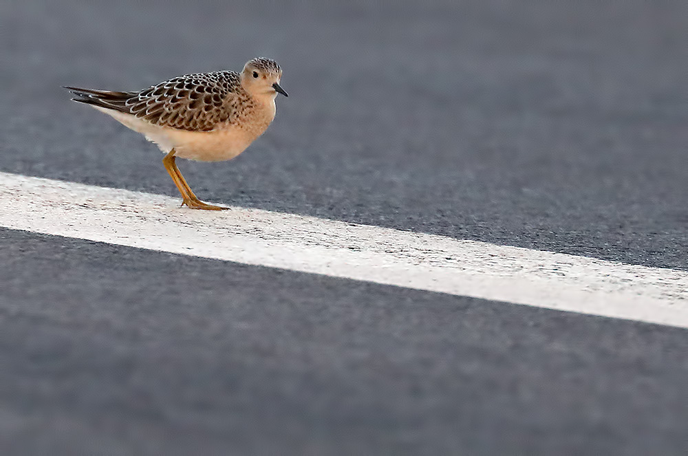 buff-breasted sandpiper
